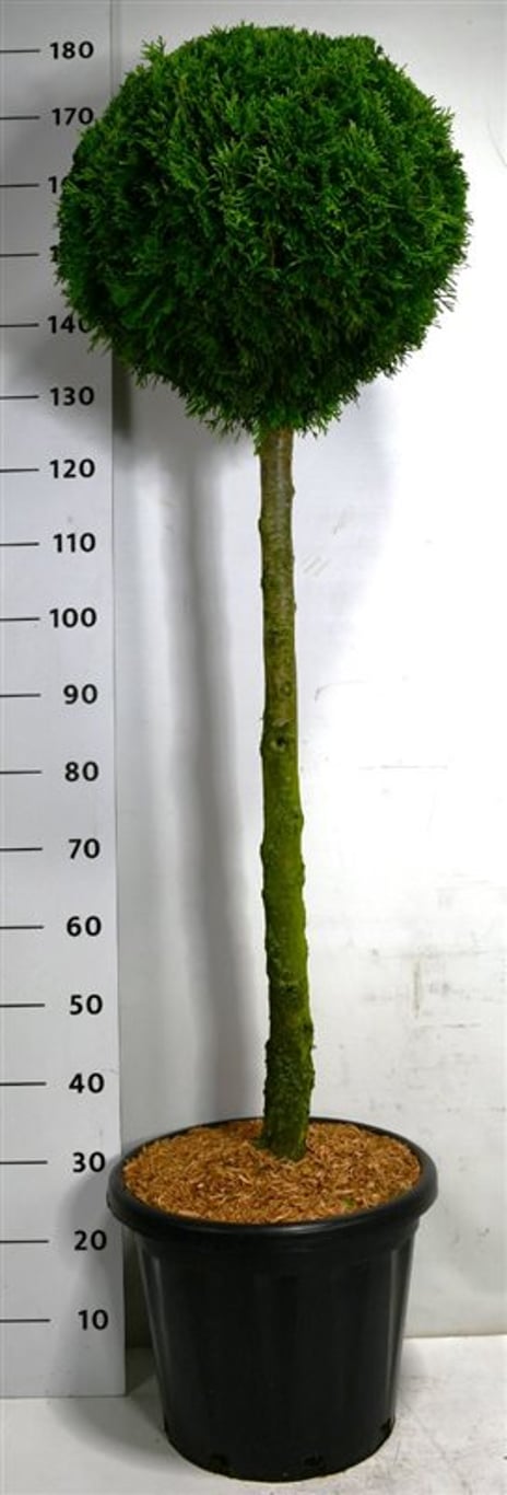 Thuja occ. 'Smaragd' - 90 CM Stem C25